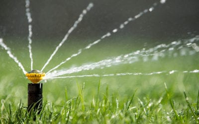 How Often Should You Water the Lawn