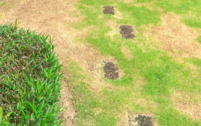Best Methods for Repairing Bare Spots in Your Lawn